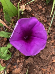 Ipomoea oblongata