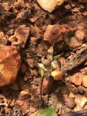 Ipomoea oblongata