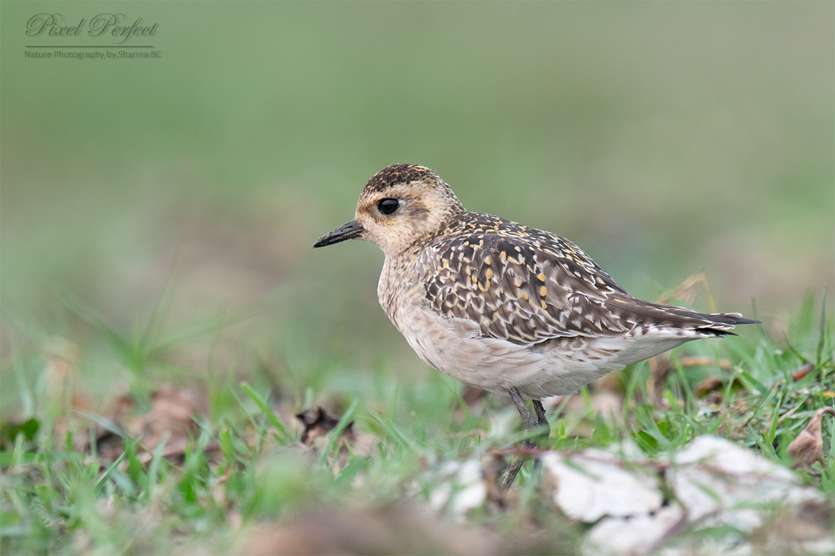 Pacific Golden Plover