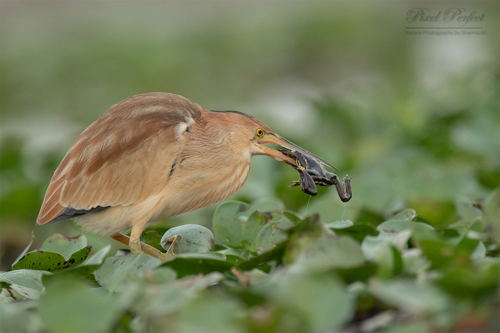 Yellow Bittern photo