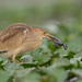 Yellow Bittern - Photo (c) Sharma BC, some rights reserved (CC BY-NC), uploaded by Sharma BC