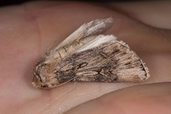 Agrotis haifae