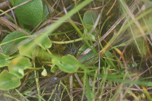 Pardosa dorsuncata