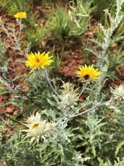 Berkheya carlinopsis