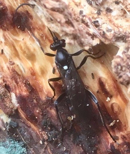 Hoplismenus bidentatus
