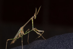 Empusa