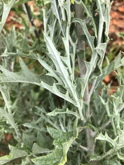 Berkheya carlinopsis