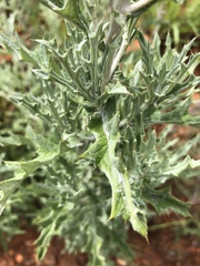 Berkheya carlinopsis
