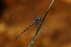 Eusynthemis tillyardi