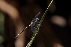 Eusynthemis tillyardi