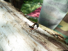 Rhyssella approximator