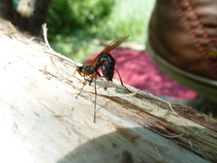 Rhyssella approximator