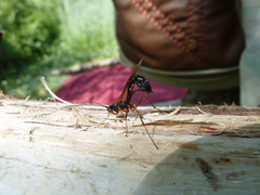 Rhyssella approximator