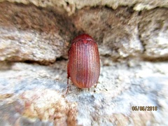 Maladera holosericea