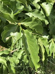Vangueria madagascariensis