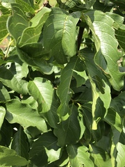 Vangueria madagascariensis