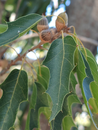 Mexican red oak