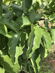 Vangueria madagascariensis