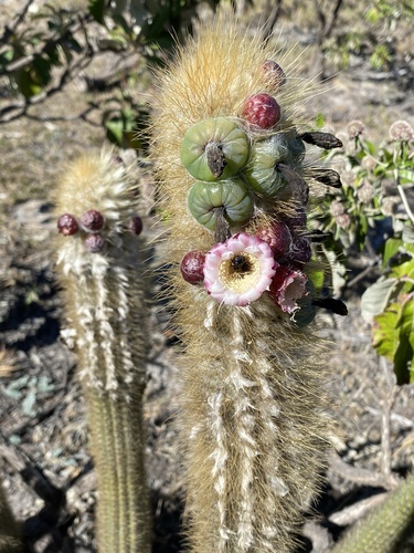 Pilosocereus aurisetus ssp. aurisetus