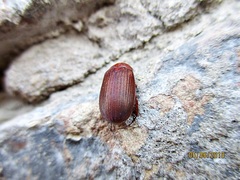 Maladera holosericea
