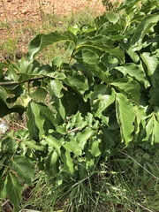 Vangueria madagascariensis