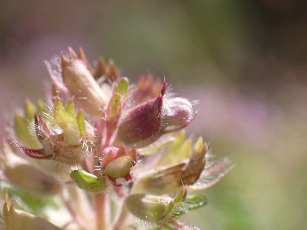 Asphondylia serpylli