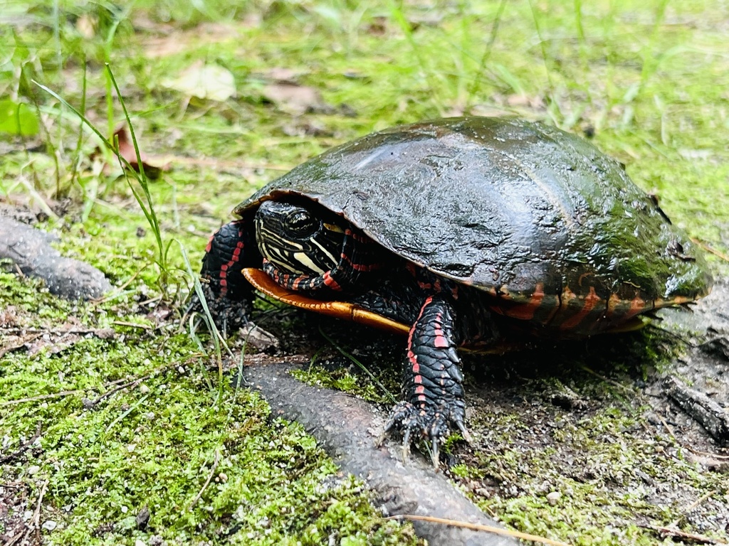 Painted Turtle In July 2023 By Masterandmargarita INaturalist   Large 