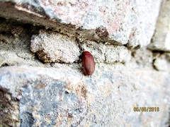 Maladera holosericea