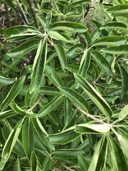 Volkameria glabra