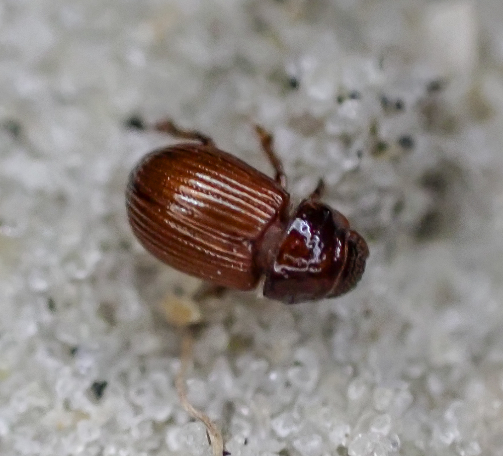 Leiopsammodius acei