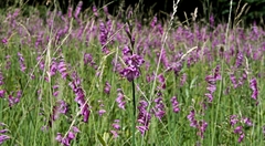 Gladiolus imbricatus