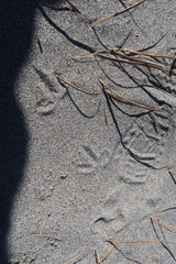 Pluvialis squatarola