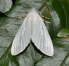 Munona