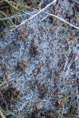 Camissonia contorta