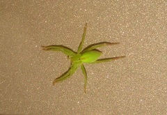 Micrommata