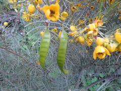 Senna artemisioides
