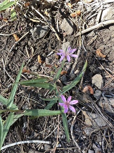 Image of Lettuce Wirelettuce (Stephanomeria lactucina) by (c) Matt Berger, some rights reserved (CC BY)