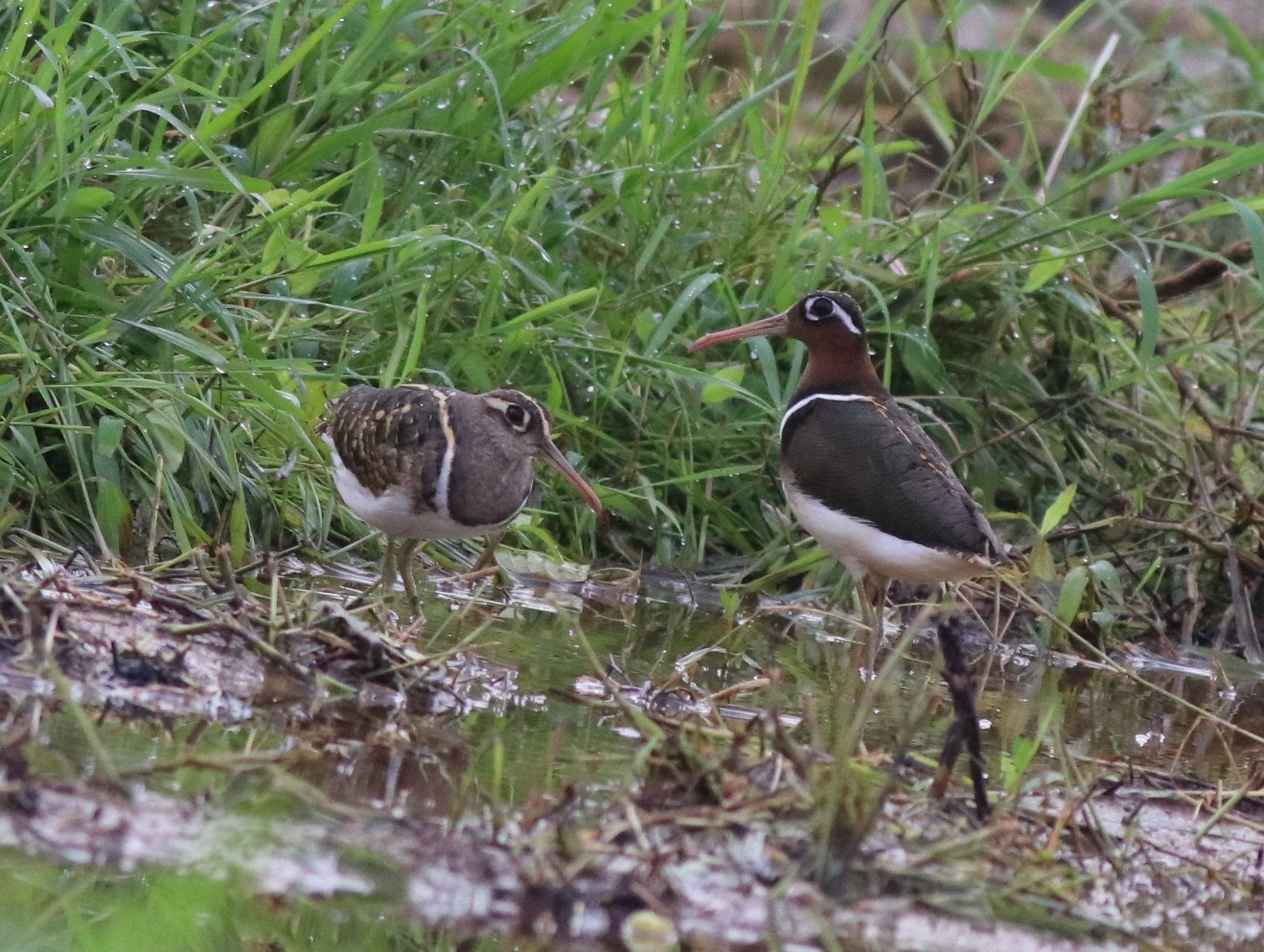 Greater Painted-snipe