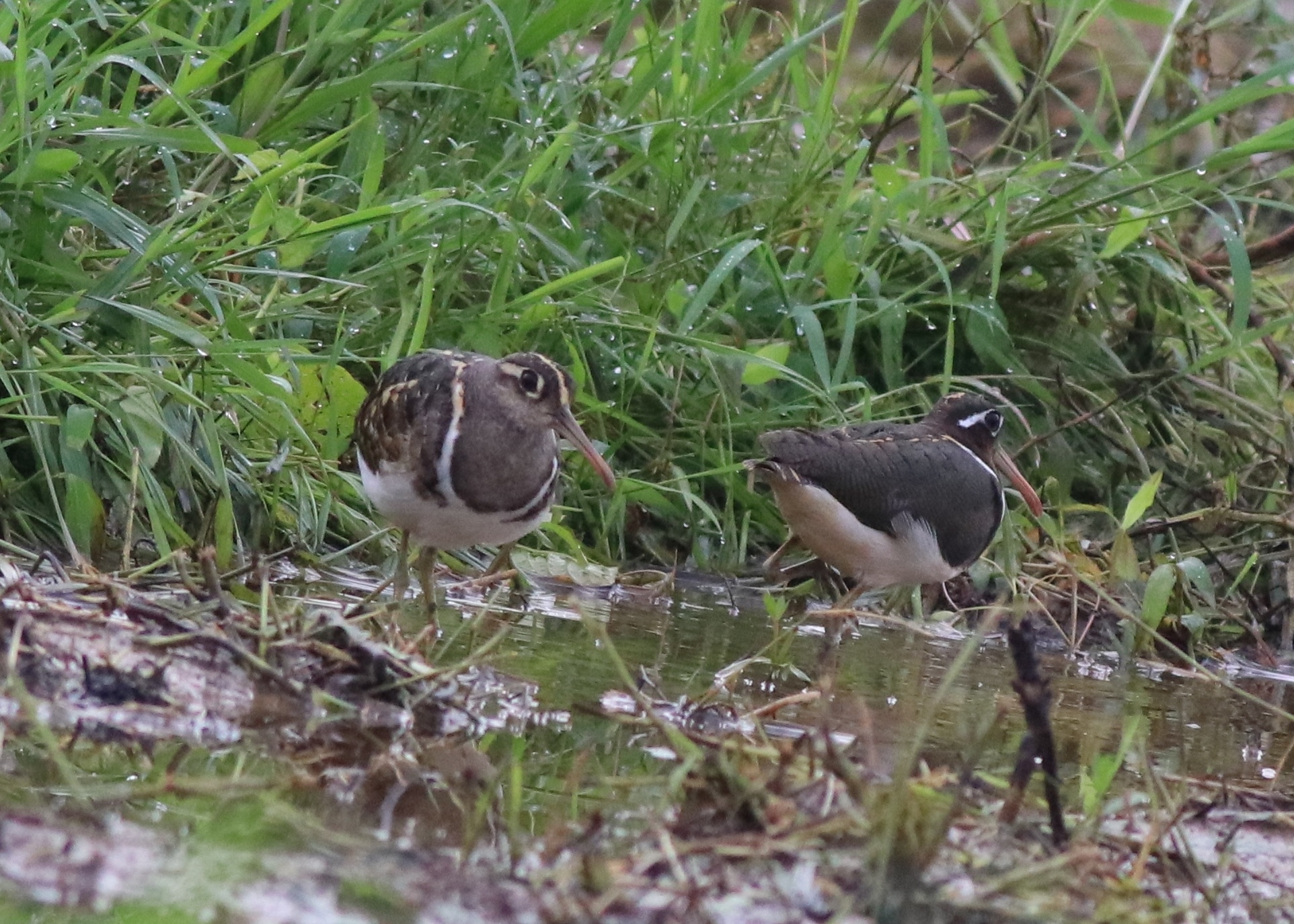 Greater Painted-snipe