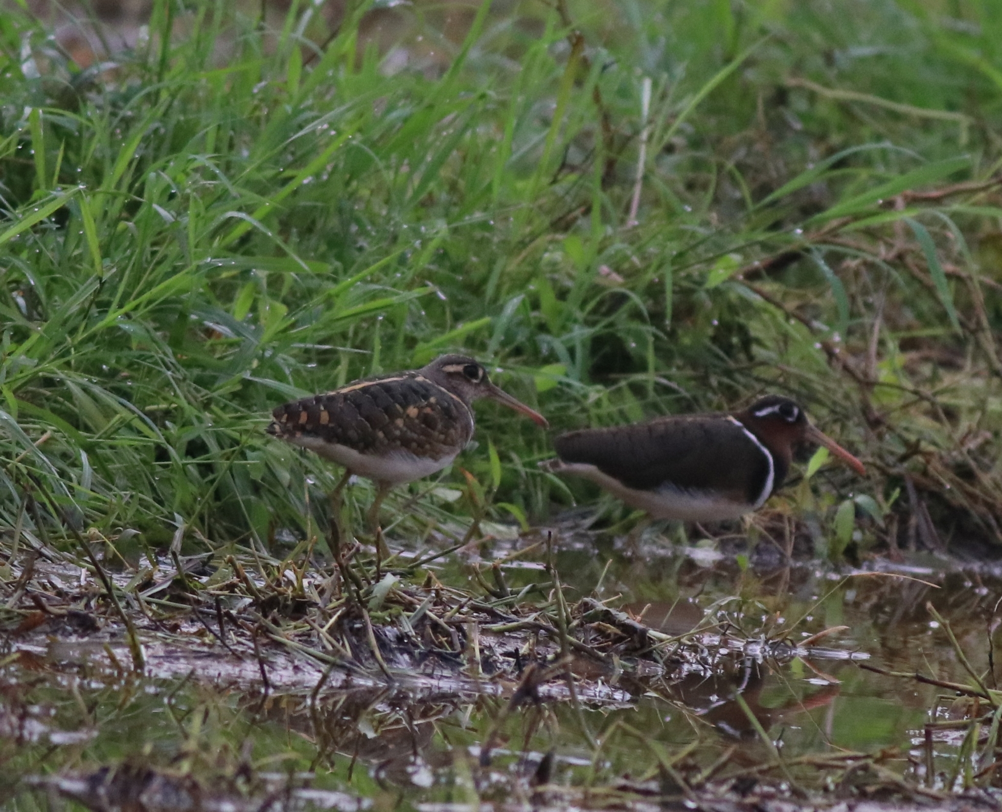 Greater Painted-snipe