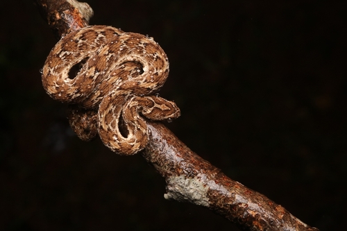 Sindh Saw-scaled Viper