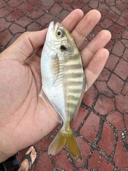 Blackfin Scad photo 3