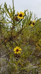 Encelia ventorum