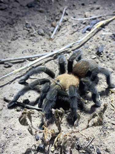 Mexican Rose Tarantula