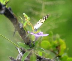 Colotis vesta mutans