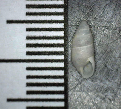 Leptachatina