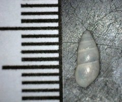 Leptachatina