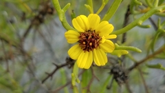 Encelia ventorum