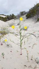 Eulobus crassifolius