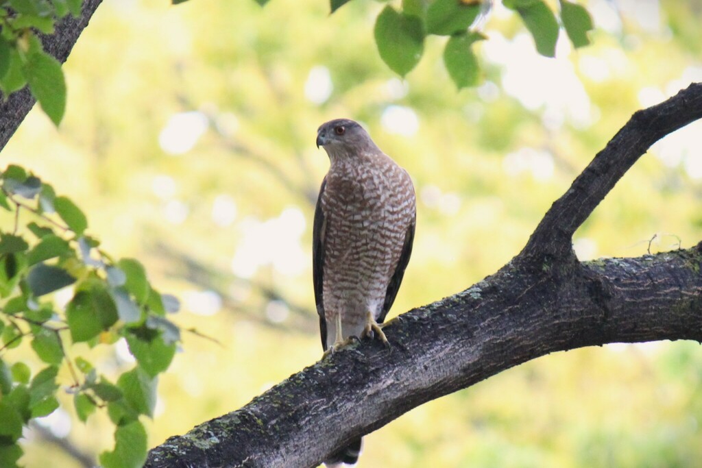 Cooper's Hawk from Horace Mann, Fargo, ND 58102, USA on September 23
